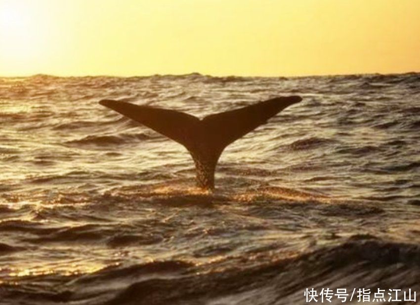  庄子|为什么说“中国人的文化上永远留着庄子的烙印”？