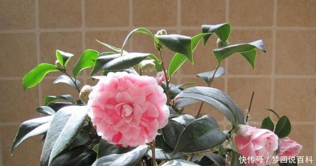 被誉为“世界名贵花木”,一树多色,有枝必有花,价格便宜还好养!