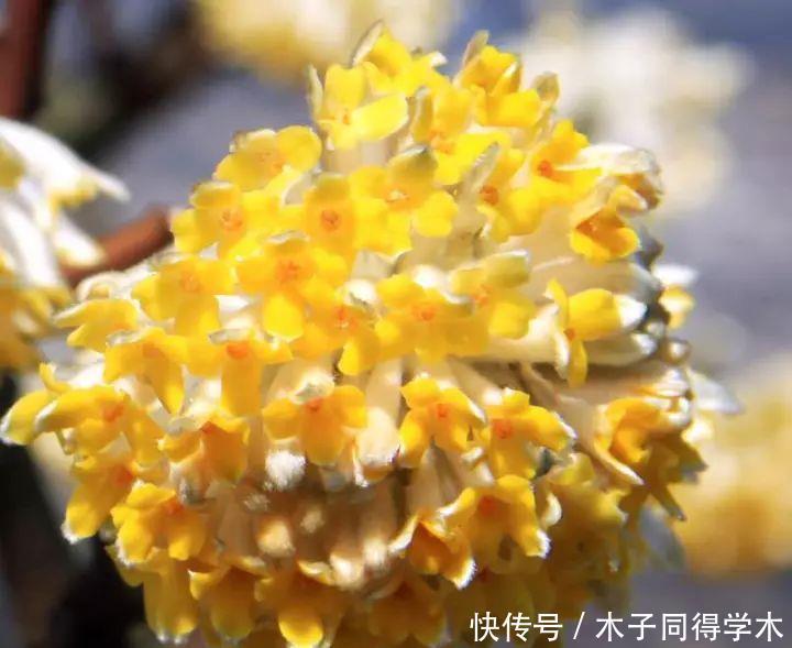 打结花!真漂亮啊!