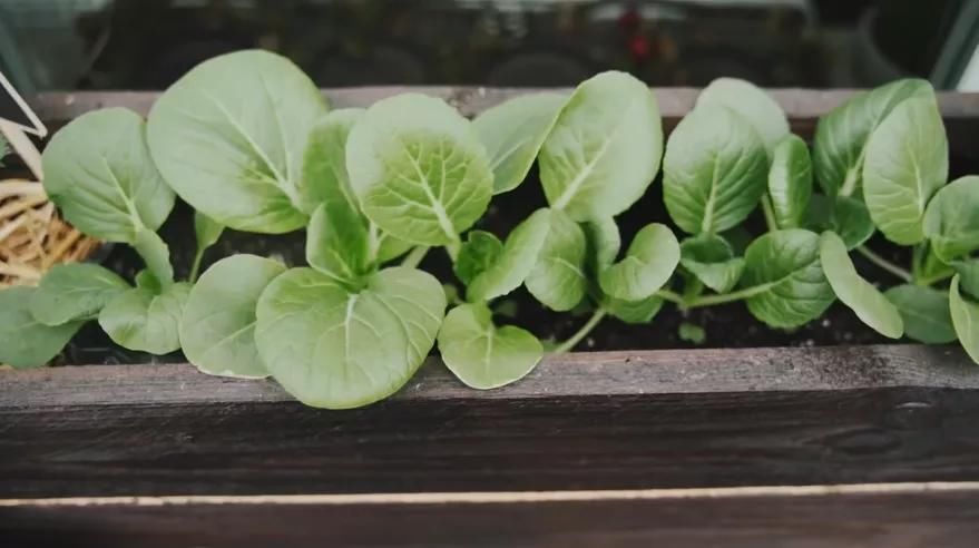 德国主妇将8㎡阳台打造成菜园，不花一分钱种够全家吃的菜