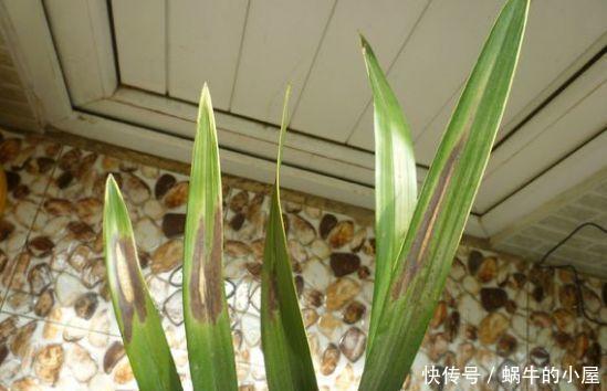 烂根|夏天养花，就怕乱浇水，越浇死得越快，酷夏浇花技巧，要记牢