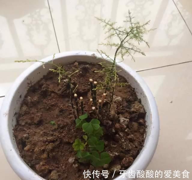 花草冻伤了及时修剪,别舍不得,越早越好