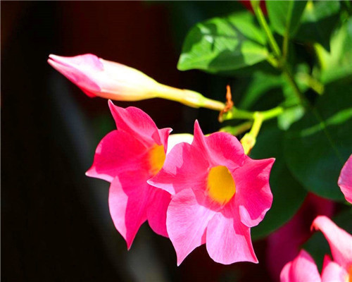 飘香藤如何养爆盆教你3个养护飘香藤的妙招,花开艳丽香味扑鼻