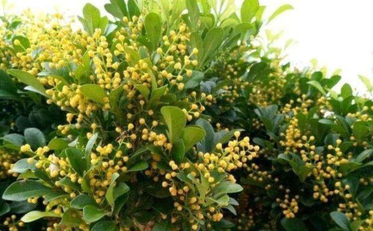 新手养花选此4种,插个枝就能活,花叶共赏,值得拥有