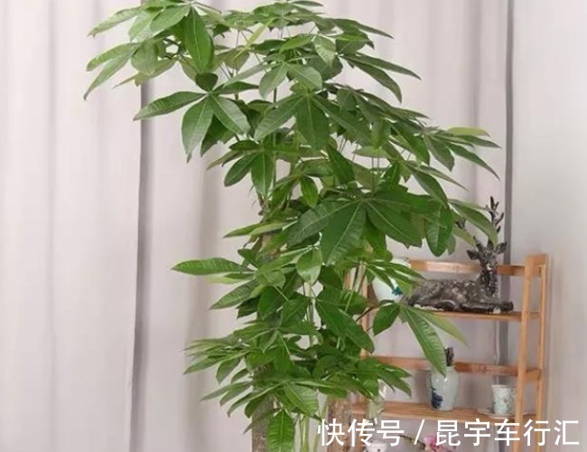 富贵竹|别管有钱没钱,八月十五5种“招财花”,大吉大利,谁看都有档次