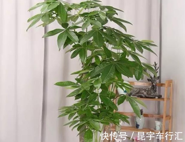 富贵竹|别管有钱没钱，八月十五5种“招财花”，大吉大利，谁看都有档次