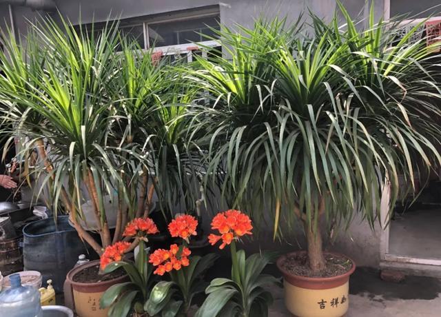 叶子|嫌花长的丑,趁现在砍头,满盆都是新叶子!