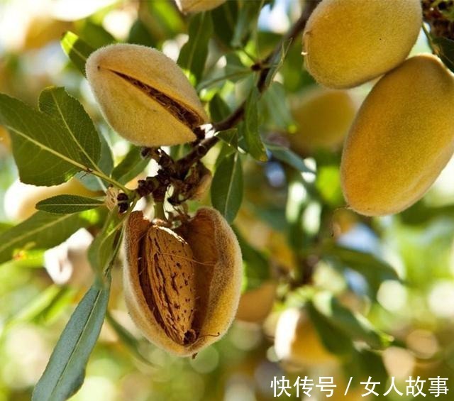 横沟纹 成分科普|舒缓抗敏的护肤保湿剂——甜扁桃油!