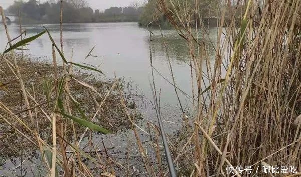 冬季钓鲫鱼，枯草之中有“大货”，用这种钓法，大鲫鱼连竿上！