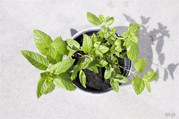 红糖水|根据药引颜色搭配吃中药功效更佳