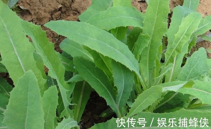 野菜|农村随处可见的一种“野菜”，老一辈都吃过，可如今却少人识