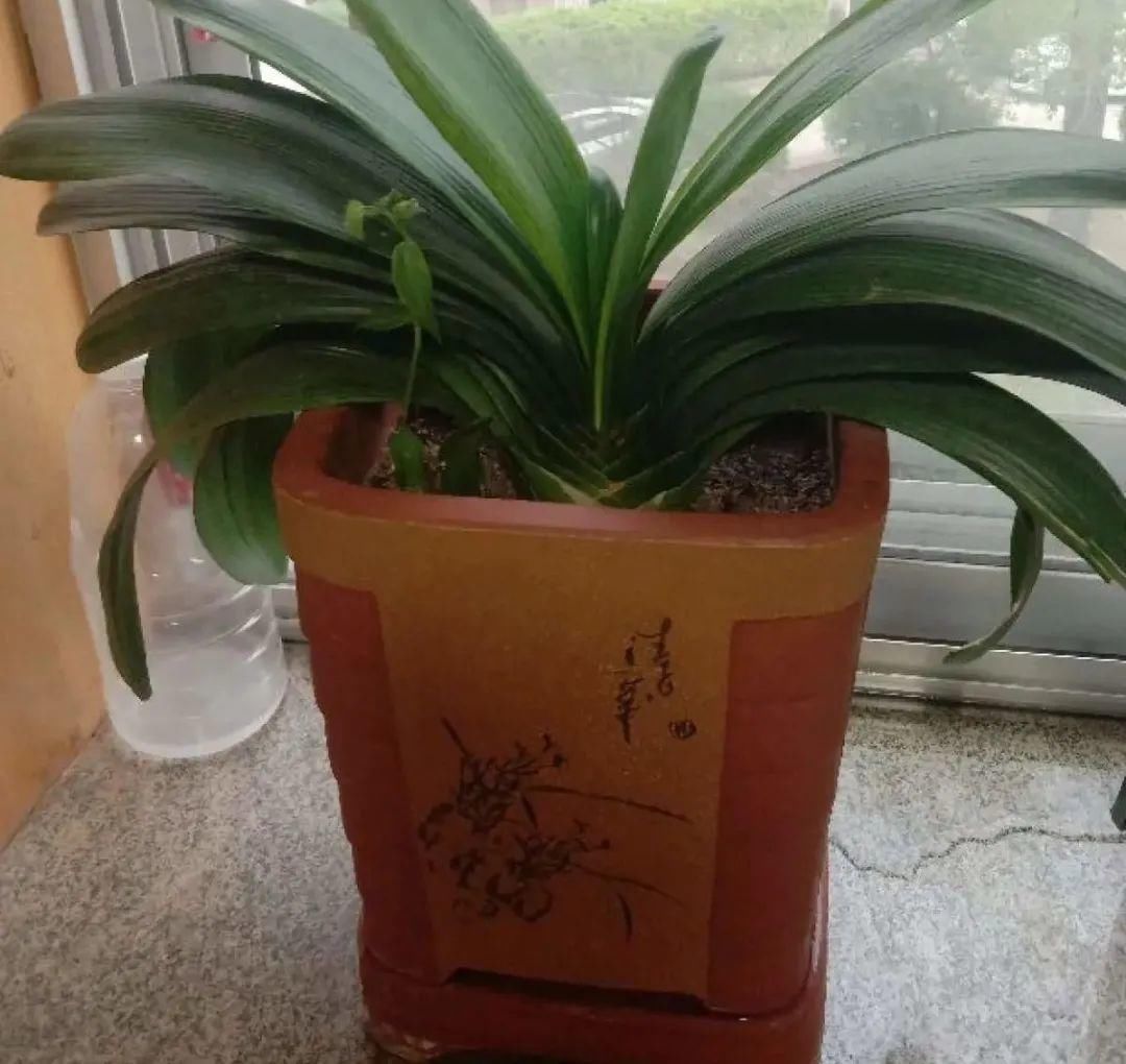 浇水|警惕秋老虎，别让你的花，度过夏天，却死在秋天