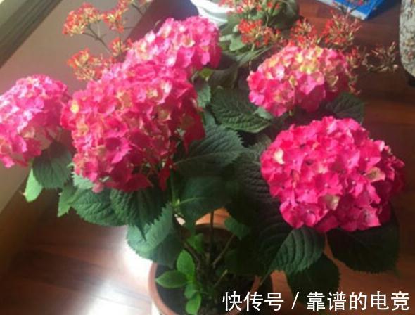 家里养的花卉植物为什么会生病虫害,4个方法帮你解决