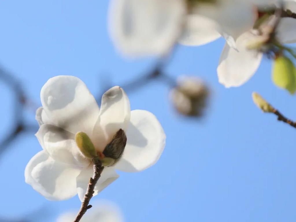 繁花烂漫迷人眼，香洲这里春色如画...