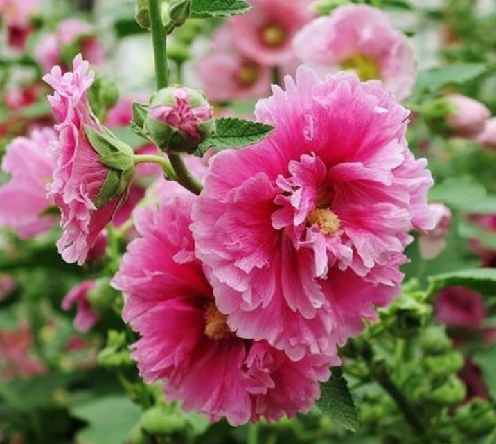 4种花好养又漂亮,开花爆盆很简单,满树都是花朵,漂亮极了