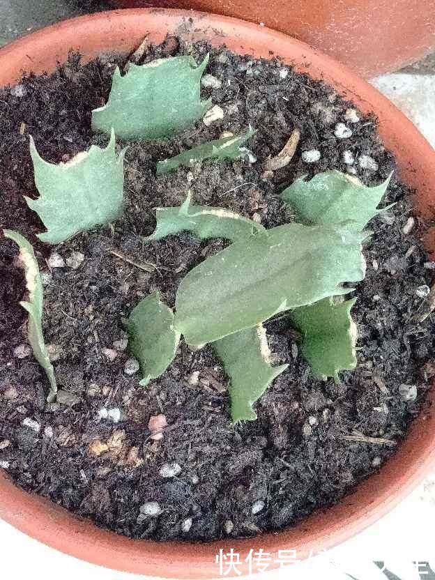土壤出现4个问题，要赶紧换盆，不然植物都死了