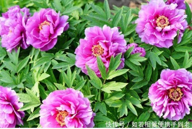 传家宝|4种花，一养就是100年，开花漂亮，优雅高贵，养成“传家宝”