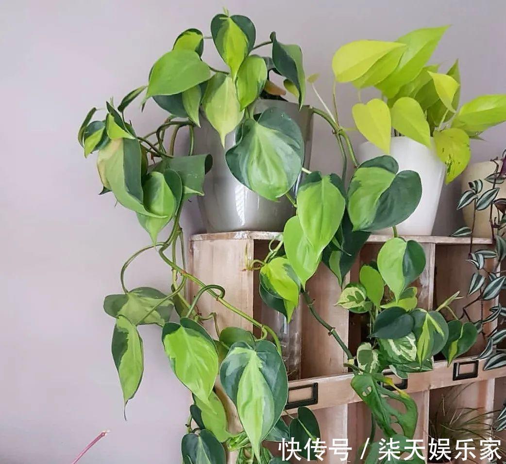 绿萝、吊兰变异了这些品种，你未必都见过！