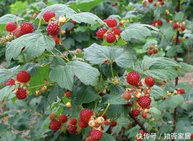 爱惜|在农村,有1种山莓奇特,以往叫它“树莓”,果子价值高,请爱惜