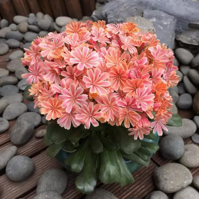 这花像长寿花一样好养，全年不间断的开花，太美了