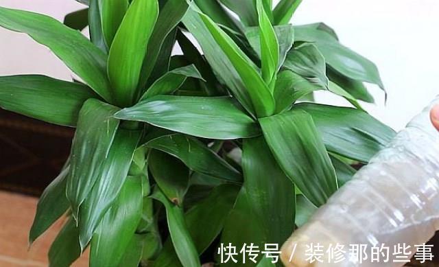 自来水|养花试试这款,加点它,有利于植物花卉的茎枝及花的生长