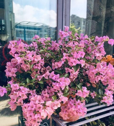 给三角梅修剪，记住“时间点”，开成大花团，真正的“开花机器”