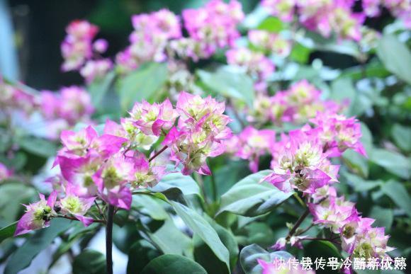 三角梅这些品种最勤花，一年四季开不停，花多得不见叶！