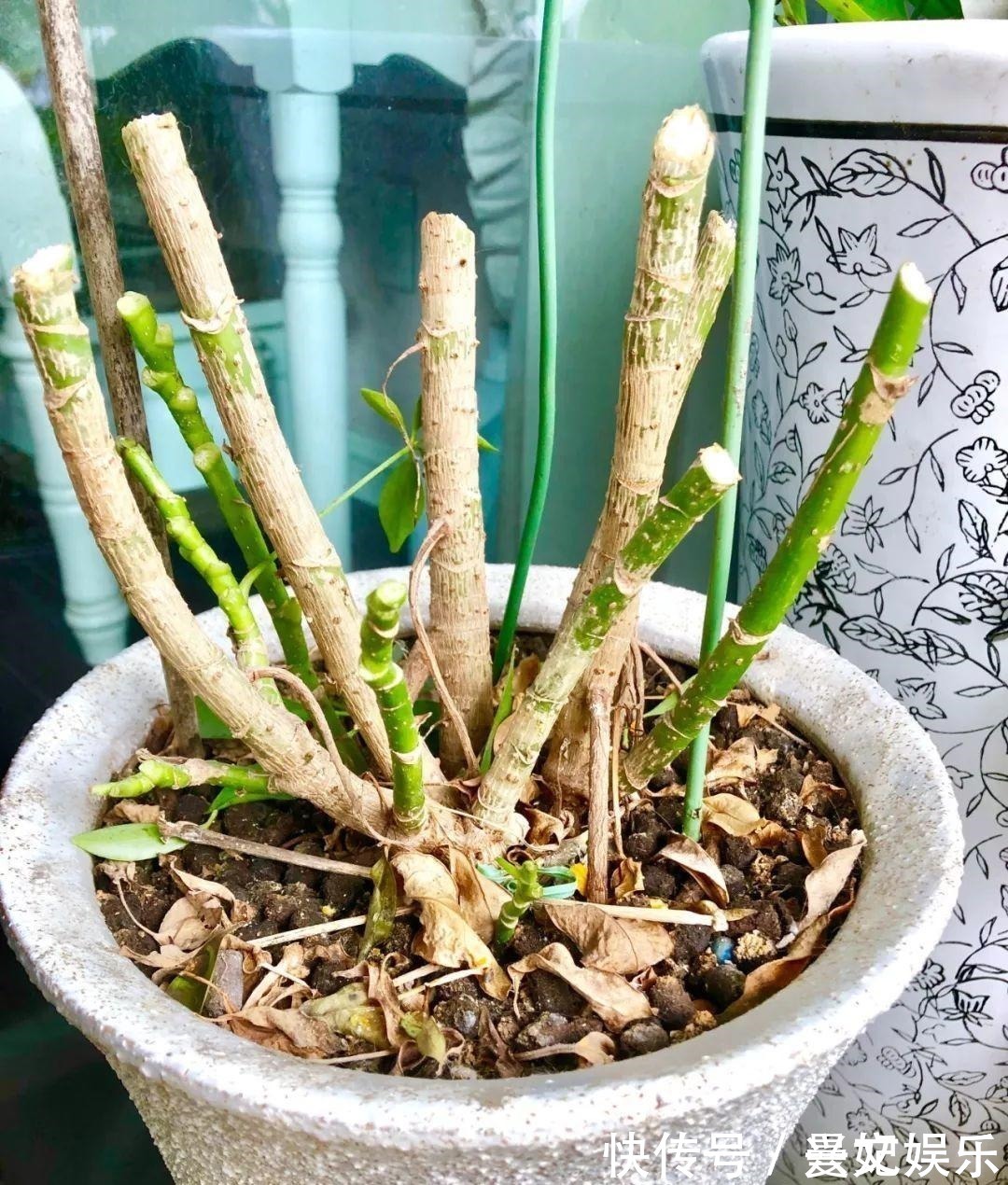 3种招财树,想养别花钱,掐个枝就生根,能得一大盆!