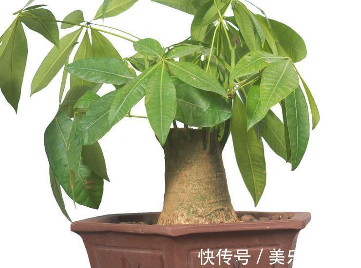 如何让发财树生侧芽,教你简单易学的小方法,准奏效
