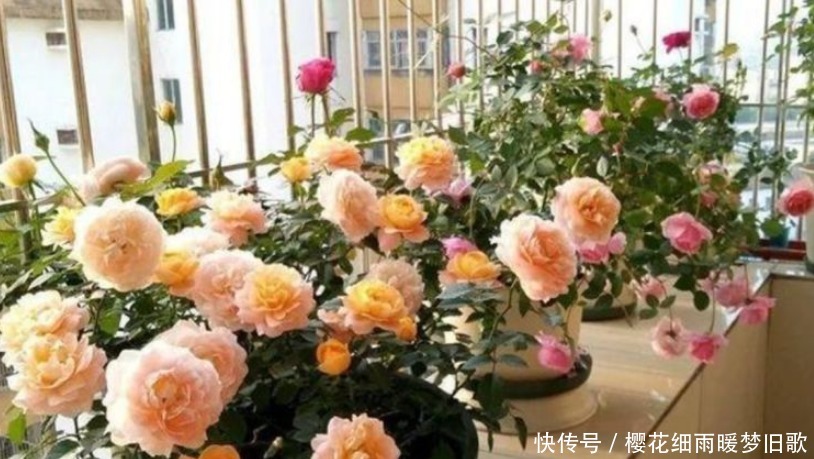 月季花|养月季花,学会“3个”方法,新芽猛冒,开花不断,美爆阳台!