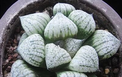 浇灌|这多肉是“迷你萌”，个头矮小长不高，叶片很“闪”，简单易成活