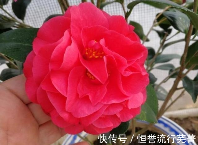 种植|它是“茶花美人”花大香浓、形似牡丹，正值花期，一起来观赏一下！