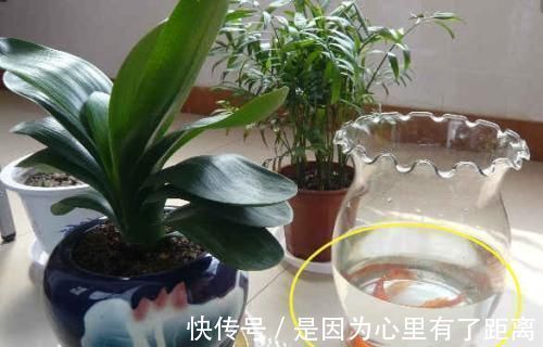 养花|最厉害的养花营养液给花喝一勺,啥花都喜欢,花开满枝条