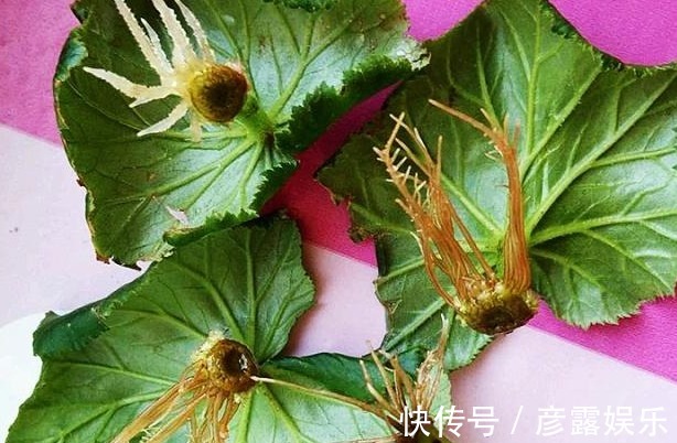 浇水|此种花真奇特，剪片叶子“插”土里就疯长，想养10盆都可以