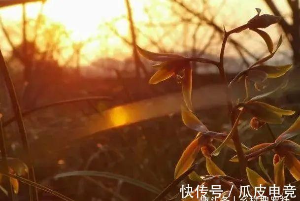 兰花香味不浓,香味不纯?用一个免费技巧,开花时邻居都能闻得到