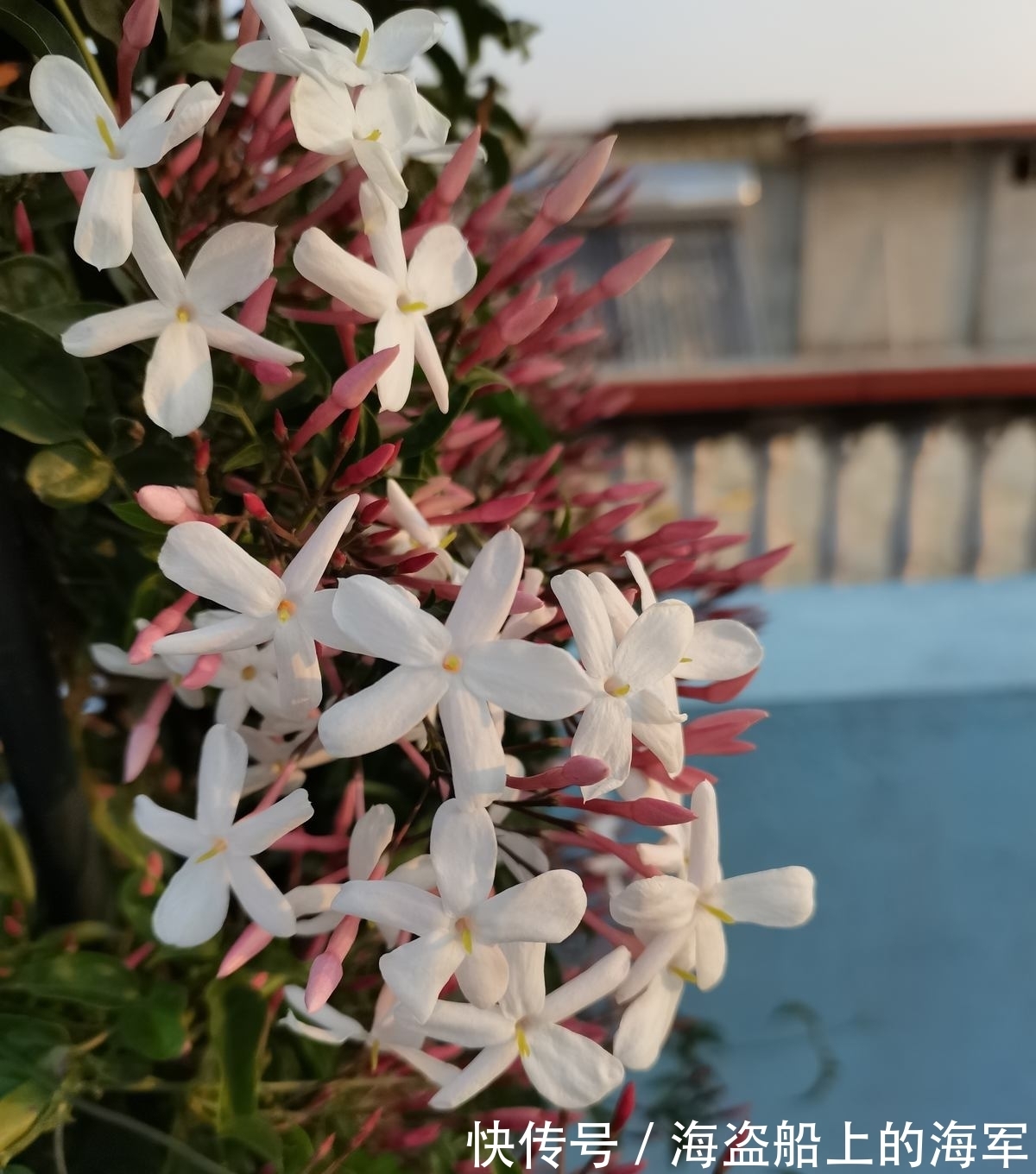 3个养花坏习惯,要赶紧改掉,不然花养得再多也养不好