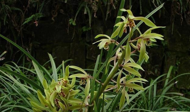 兰花喜欢“三垃圾”，土里埋一点，不烂根猛窜芽，爆出一圈大花苞