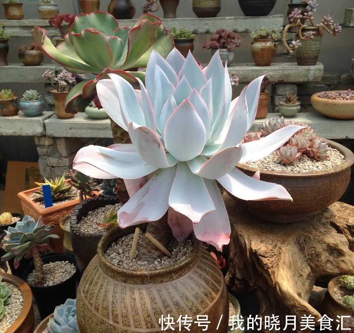 多肉要多久浇一次水,掌握方法技巧