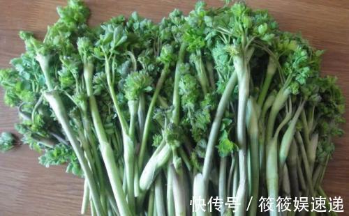 野菜|农村一种野菜,过去农民不敢吃,如今价值珍贵,卖20元一斤