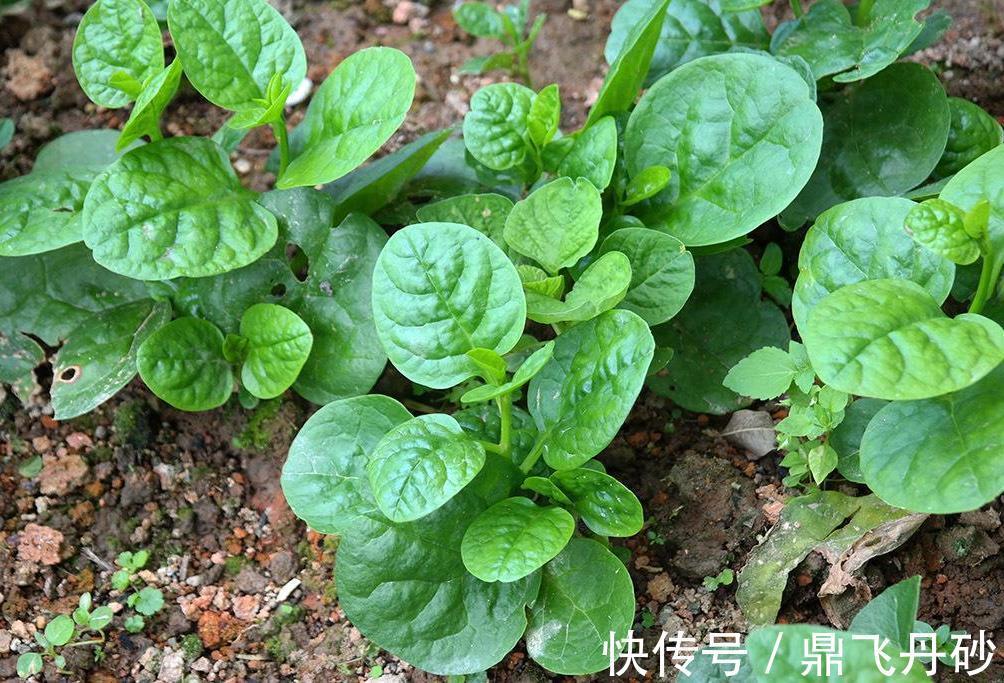 喂猪|一些喂猪的野菜被用来治疗儿童消化不良、急性胃肠炎、痢疾等！