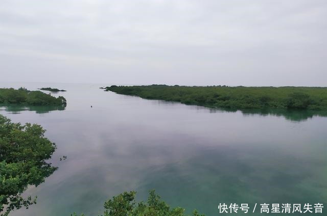 金海湾红树林几月最红