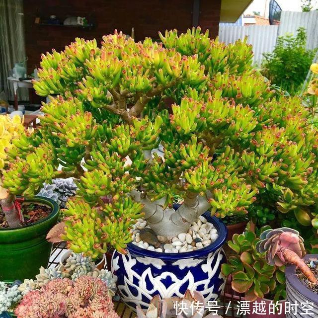 植株|3种花自带“财气”,家里养一盆,财源广进、日子越来越红火