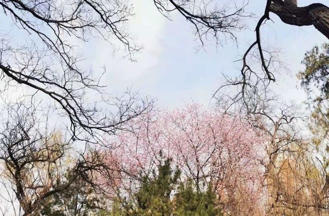 太原春天赏花地图来了！这些地方山桃花最美！惊艳朋友圈