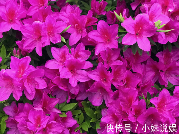 喜欢在家中养护漂亮的花卉，就选择花色绚丽，多姿耀眼的3种花卉