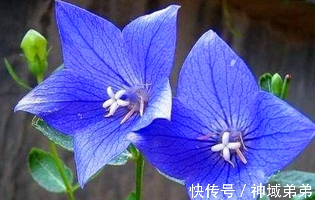 麦蓝菜|3种原本长在山间的野花，如今已成常见盆栽，有1种经常被误认