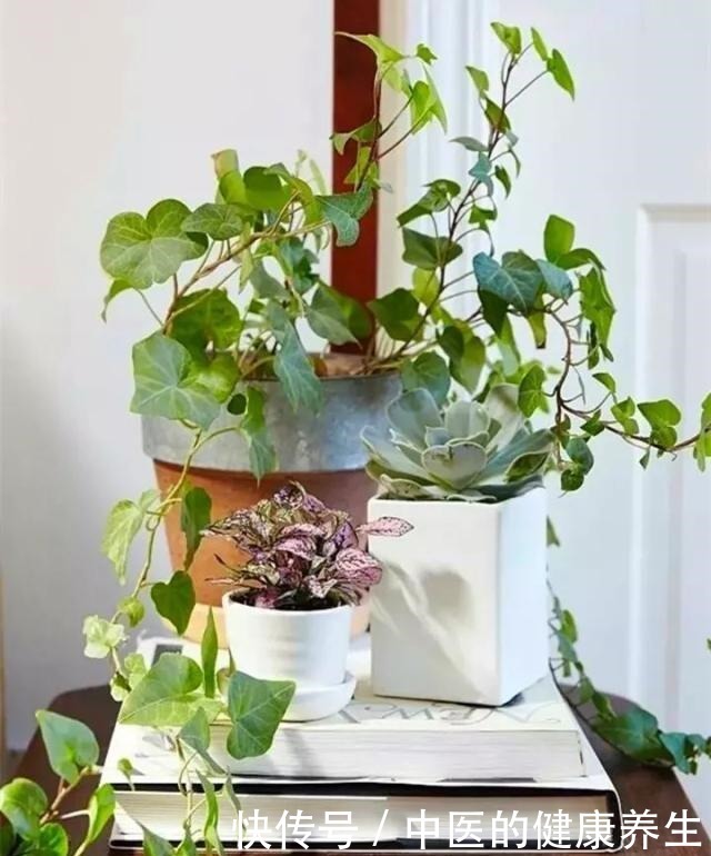 别养绿萝了,这20种耐阴植物,养在家里更合适!