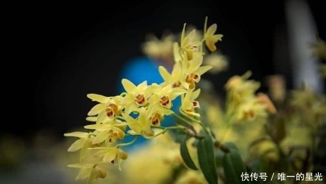 优质蛋白|血管堵了别担心，多吃这几种食物，净化血液通血管，身体更健康