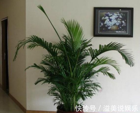 几种花你至少要养一种，人养花，花也养人，家人身体越来越好！