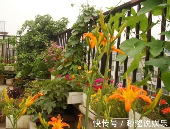 秋天|几个小动作秋天必做,养花也是要稍作调整!