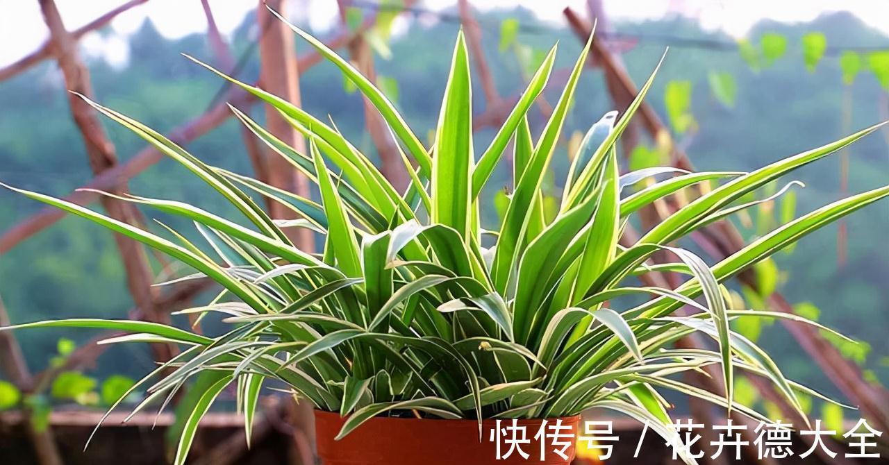 小吊兰|9一10月,别忘记“扦插”这些花,“温度”适宜利于生根